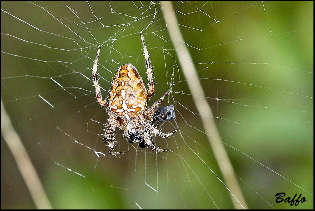 Araneus diadematus